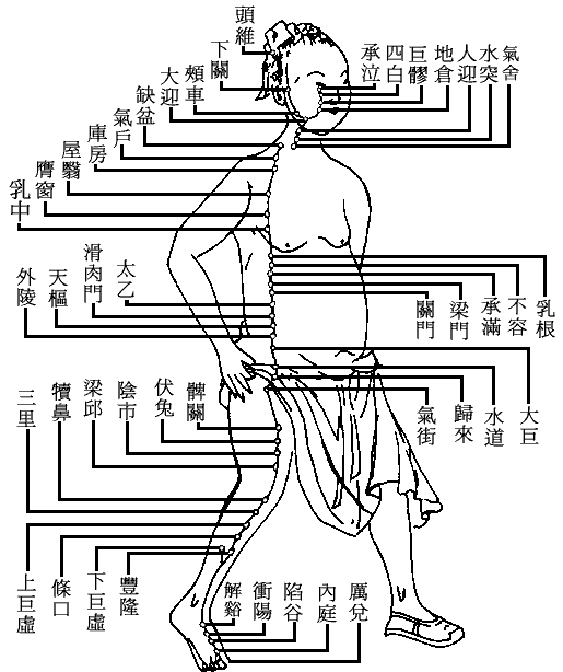 十四正经----胃经.gif