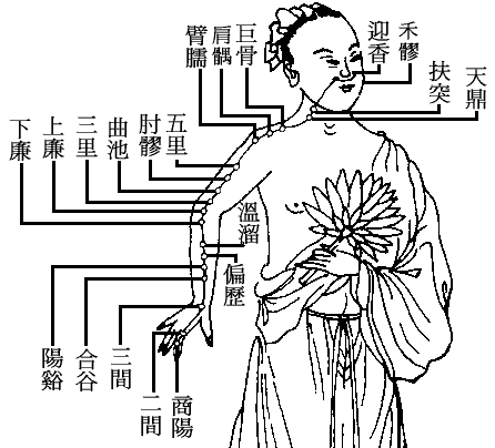 十四正经----大肠经.gif